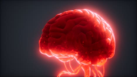 Animiertes-Modell-Des-Menschlichen-Gehirns